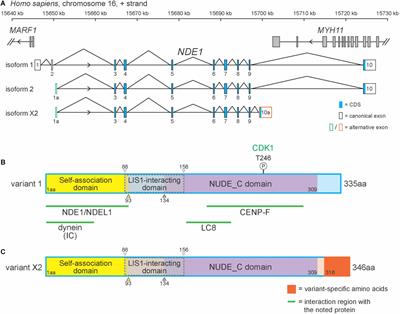 Role of NDE1 in the Development and Evolution of the Gyrified Cortex